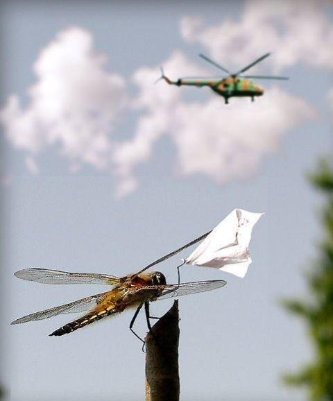 480x578, 29 Kb / стрекоза, вертолет