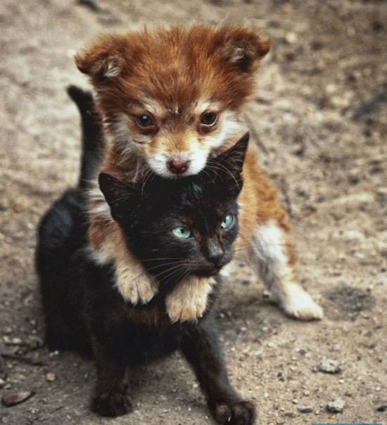 550x604, 62 Kb / котонок, щенок