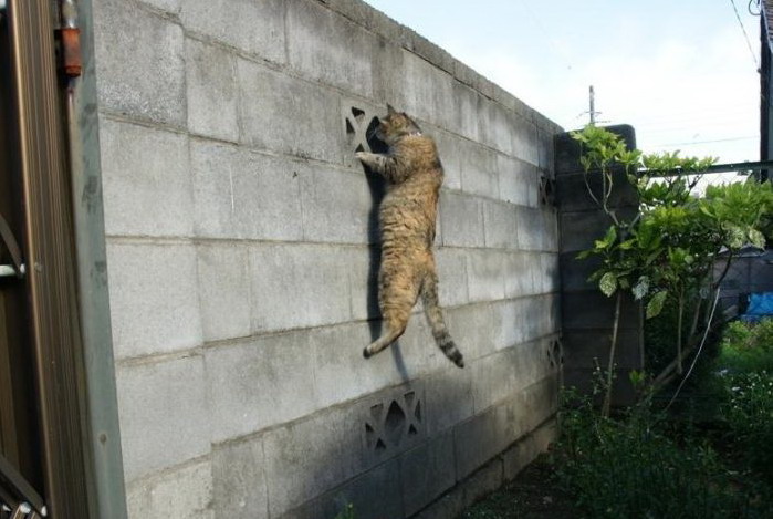 699x469, 85 Kb / кот, забор