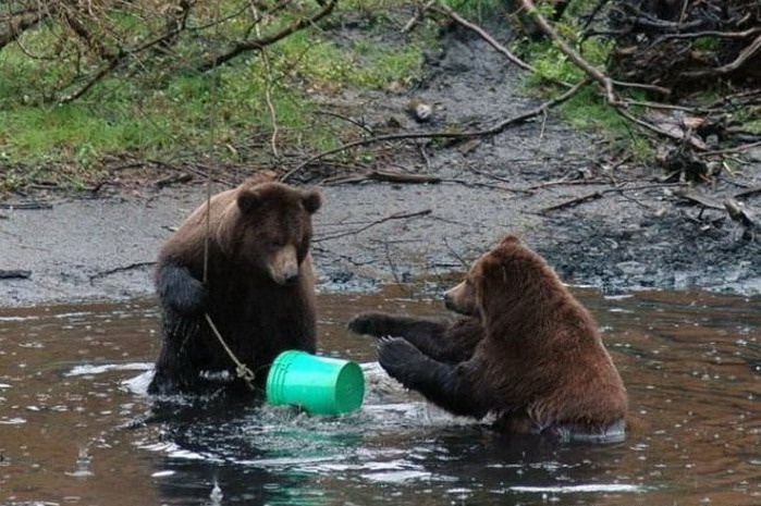 699x465, 120 Kb / медведи, река