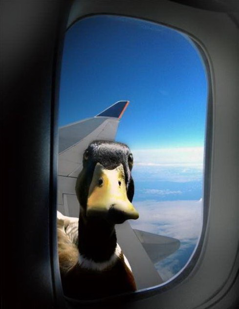 489x633, 51 Kb / селезень, самолет