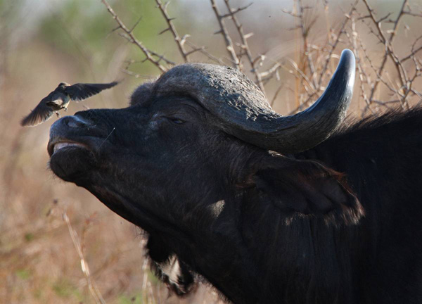 600x432, 87 Kb / буйвол, птица, птичка