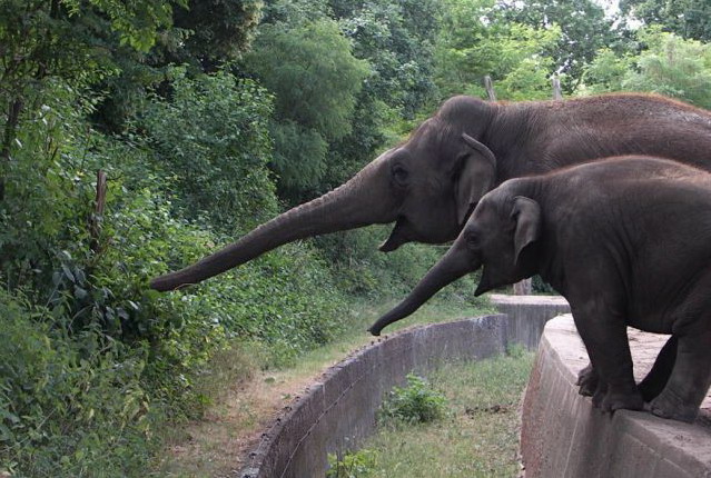 639x430, 125 Kb / слон