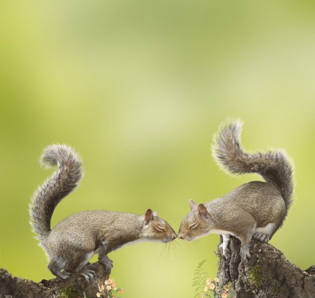 639x604, 60 Kb / белки, любофф