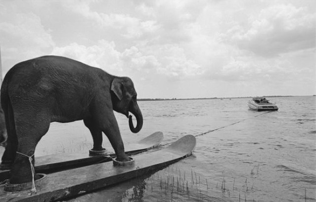 639x409, 52 Kb / слон, водные лыжи, ч/б