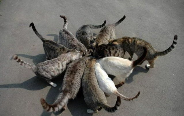 639x403, 63 Kb / коты