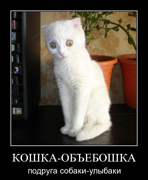 506x614, 42 Kb / кот, наркоман