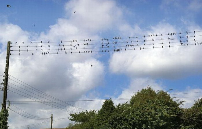 699x446, 80 Kb / провода, птицы