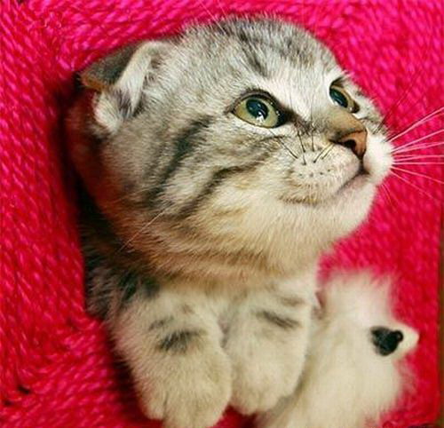 500x482, 62 Kb / котенок