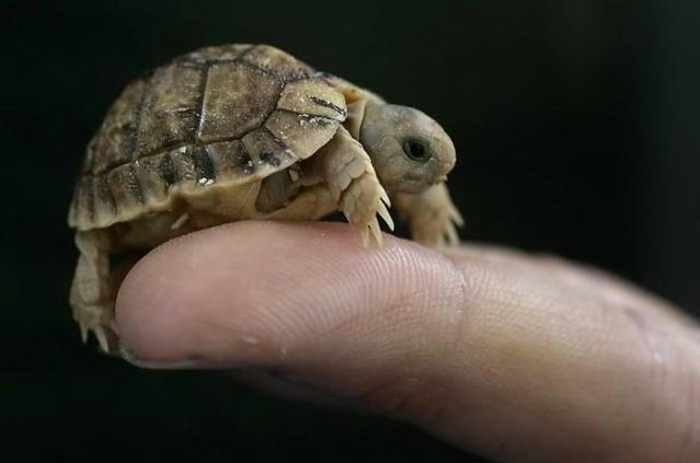 639x423, 41 Kb / черепашка