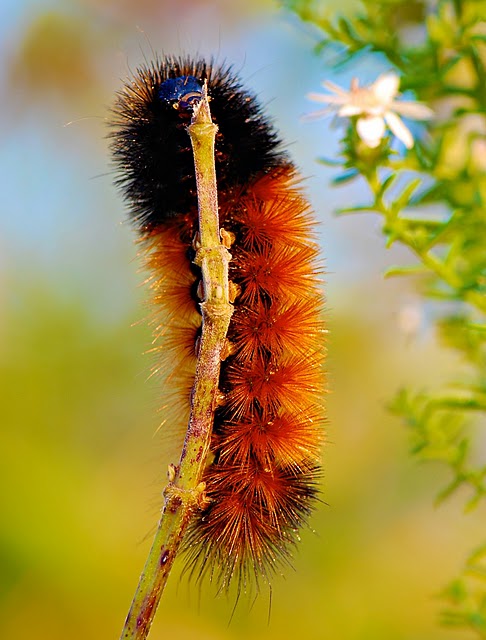 486x640, 69 Kb / гусеница, веточка, радуга