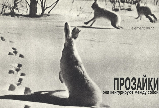 512x349, 93 Kb / заяц, зайцы, ч/б, кенгуру, зима, след