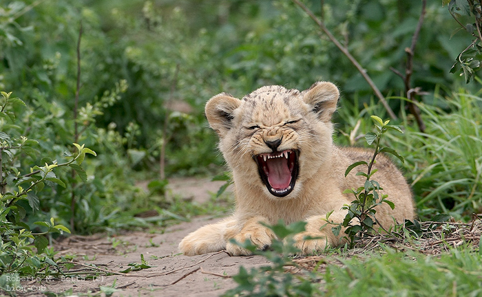 700x432, 243 Kb / львенок