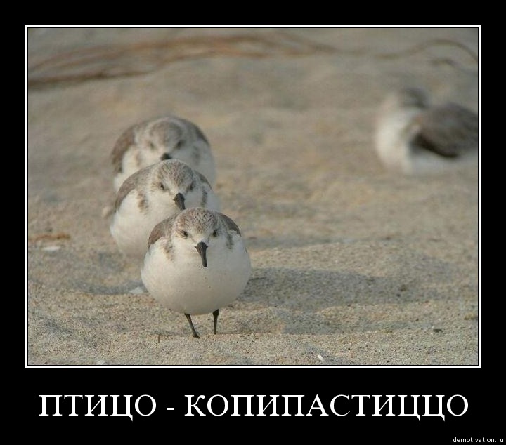 720x634, 66 Kb / птицо, демотиватор