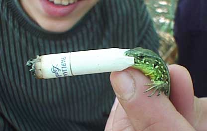 416x264, 16 Kb / ящерица, косяк