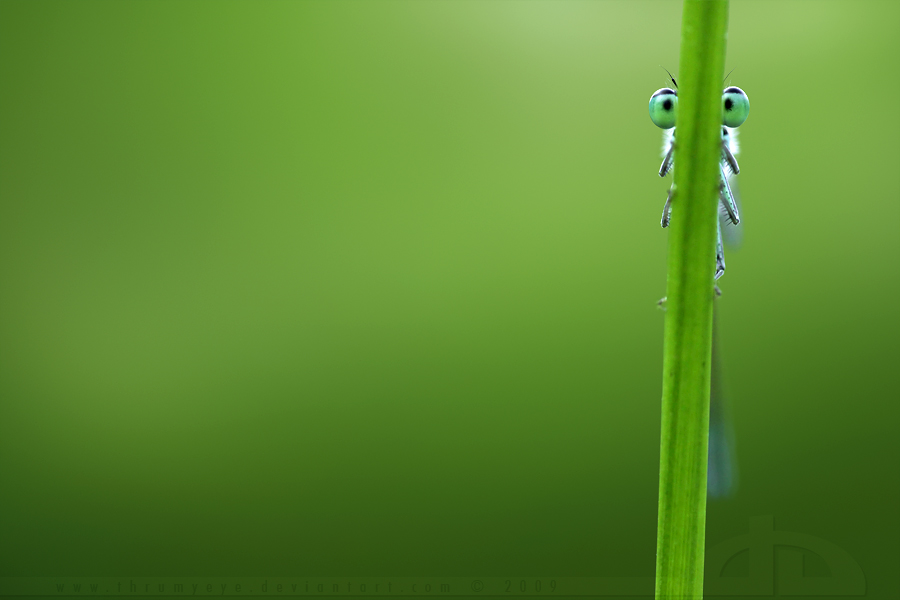 900x600, 205 Kb / глаза, стебель, зелень