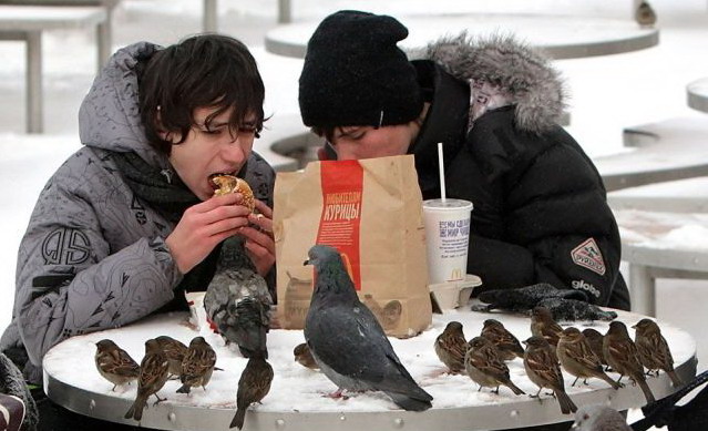 639x389, 90 Kb / голуби, макдональдс