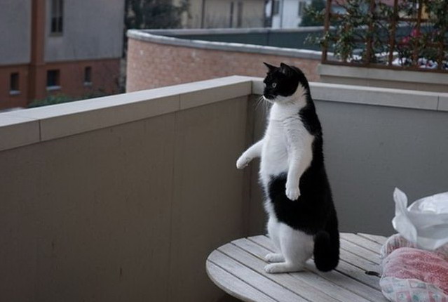 639x430, 50 Kb / кот