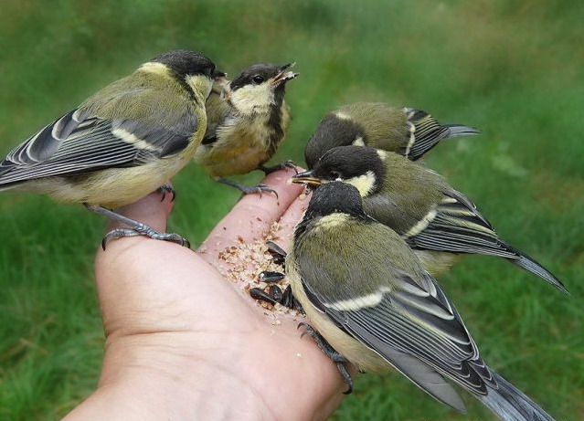 639x461, 94 Kb / синицы