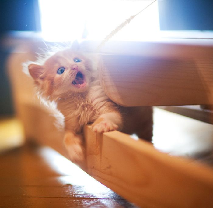 700x682, 39 Kb / котенок