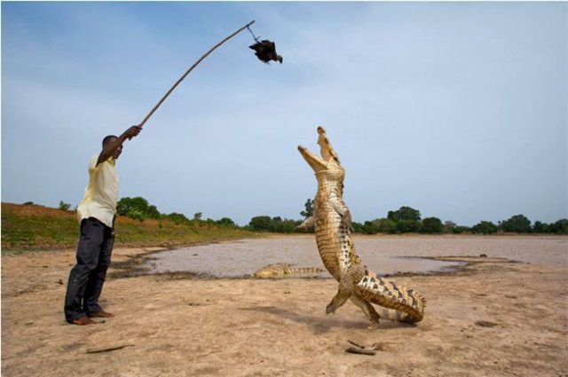 640x425, 41 Kb / крокодил, танец, негр, приманка