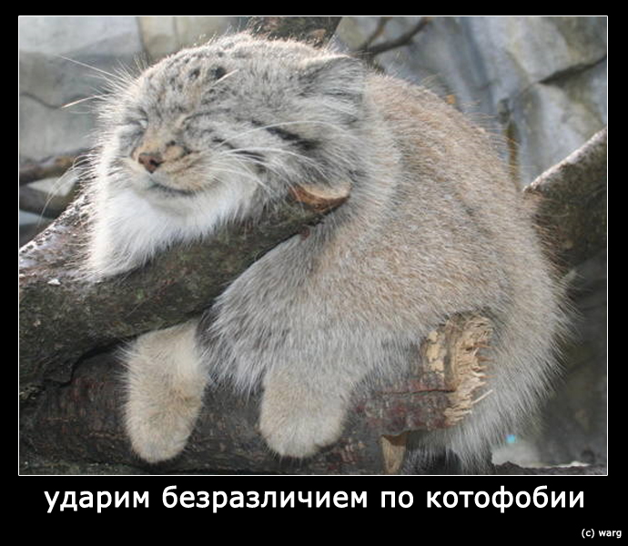 690x600, 235 Kb / манул