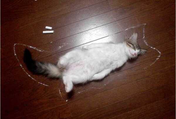 600x408, 19 Kb / мел, контур, кот, труп