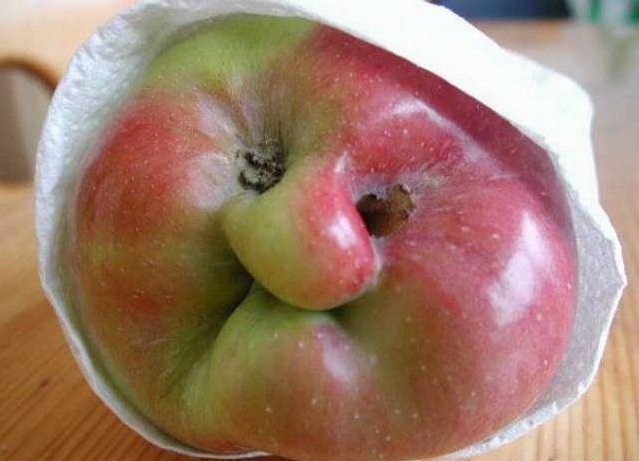 639x461, 64 Kb / яблоко, рожа