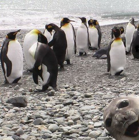 486x490, 88 Kb / пингвины, морж, тюлень