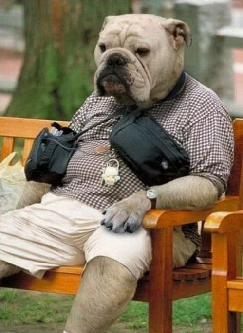 499x685, 93 Kb / челопес