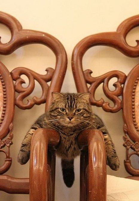 465x672, 82 Kb / кот