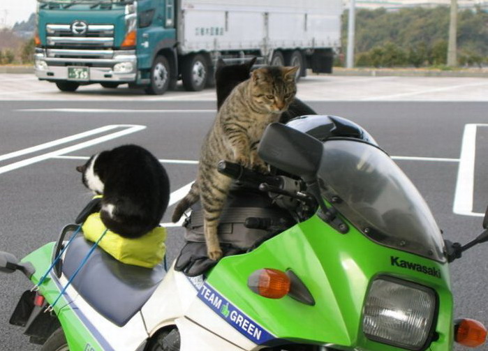 699x503, 106 Kb / кот, мотоцикл