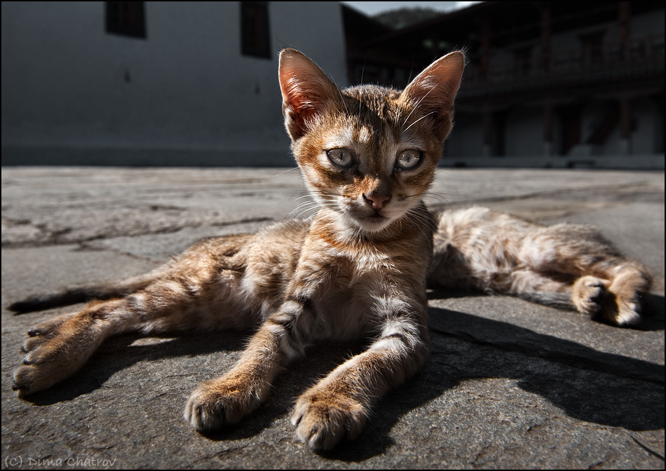 950x672, 225 Kb / коты, мутант