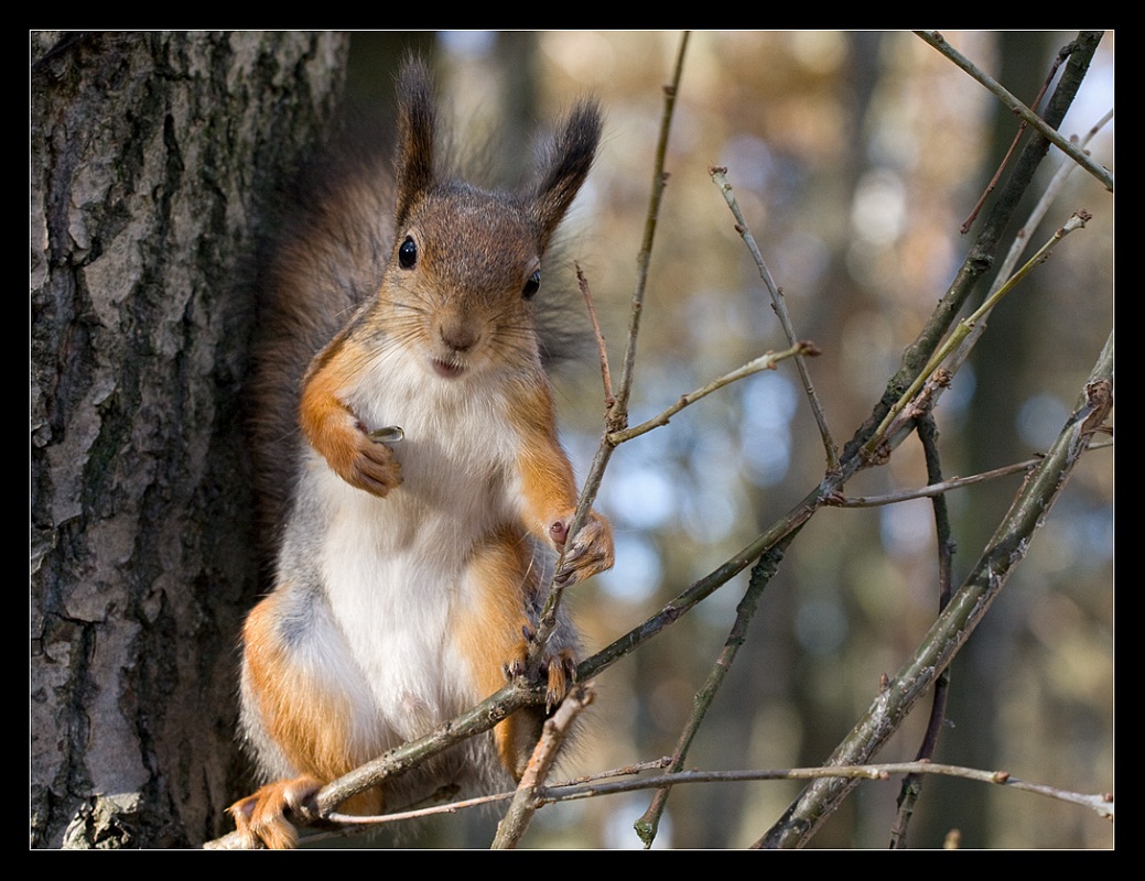 1039x800, 268 Kb / белка