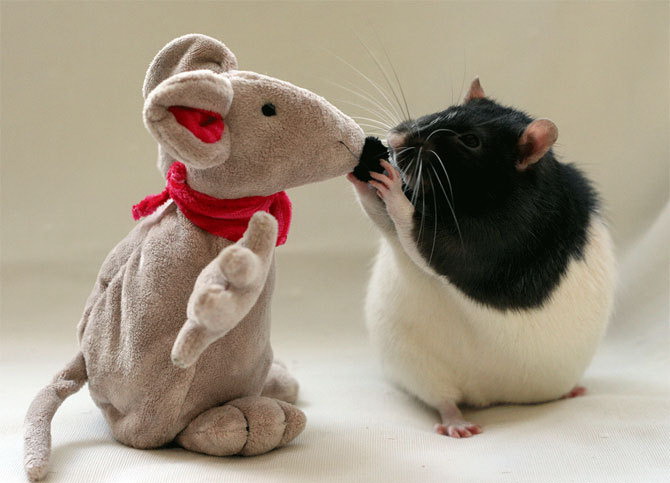 670x483, 62 Kb / крыса