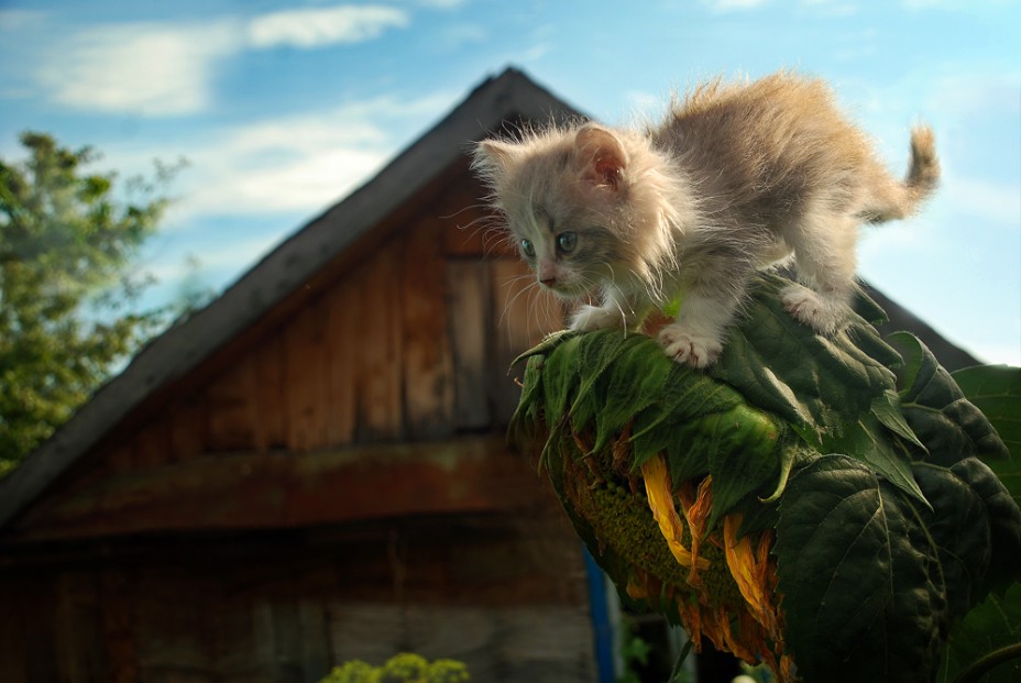 928x621, 100 Kb / котенок, подсолнечник