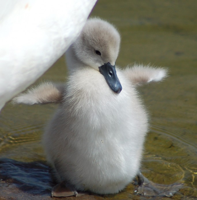 684x696, 70 Kb / птенец, лебедь