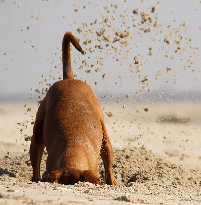 658x671, 288 Kb / собака, песок