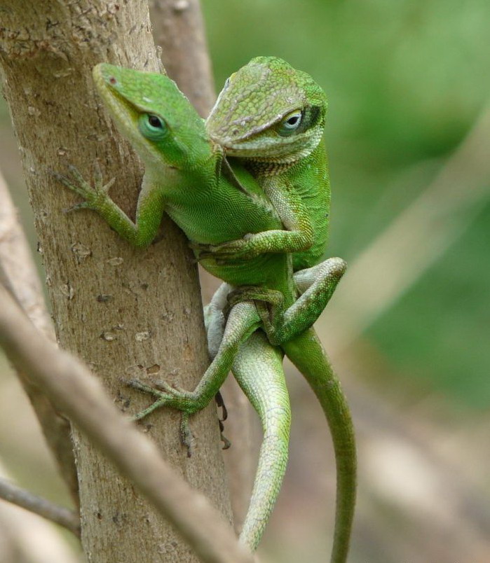 699x804, 132 Kb / секс, ящерицы