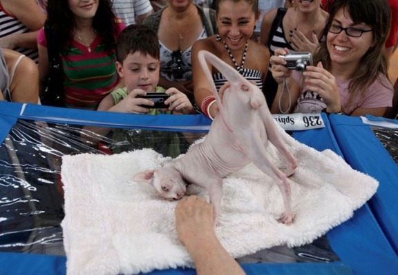 576x399, 72 Kb / кот, лысый, сфинкс, поза