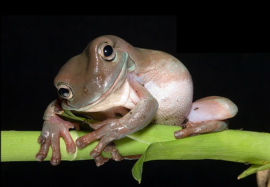 546x377, 68 Kb / лягушка, улыбка