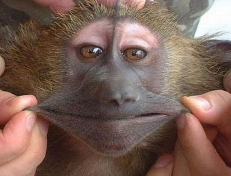 454x347, 36 Kb / обезьяна, улыбка