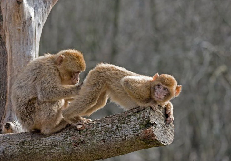 740x516, 105 Kb / обезьяны