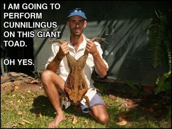 600x451, 58 Kb / жаба