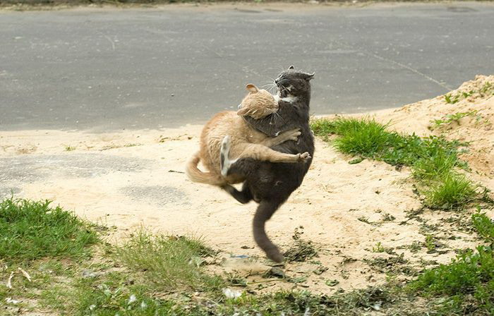 700x448, 101 Kb / кошки, драка