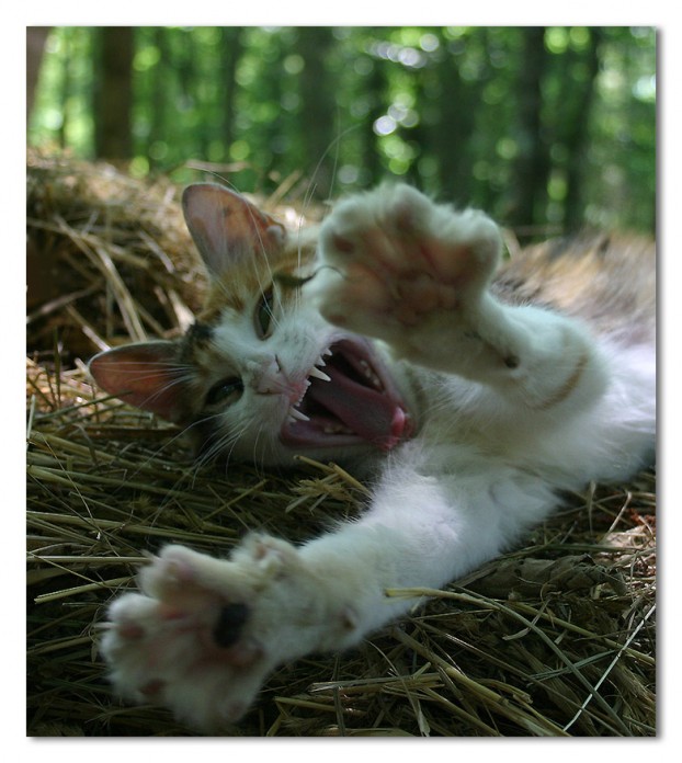 622x696, 96 Kb / кот, зевать