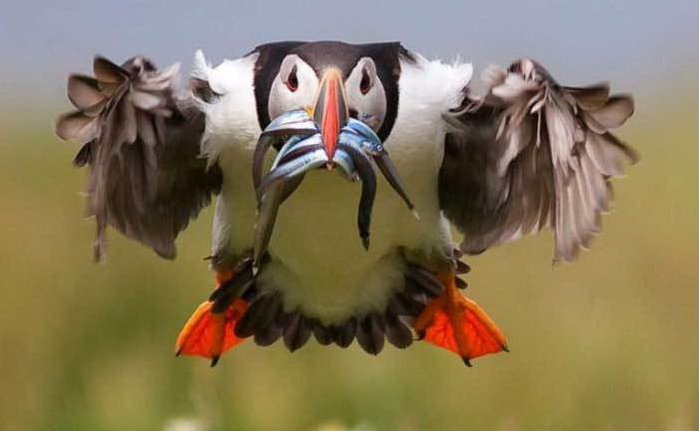 699x431, 54 Kb / Тупик, птица, рыба