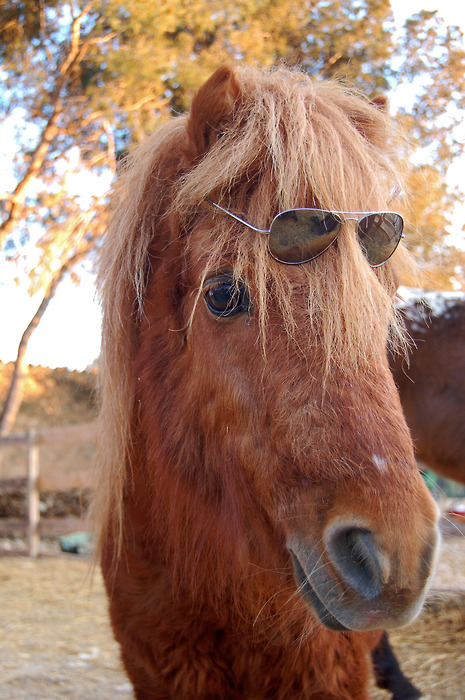 465x700, 177 Kb / лошадь, очки