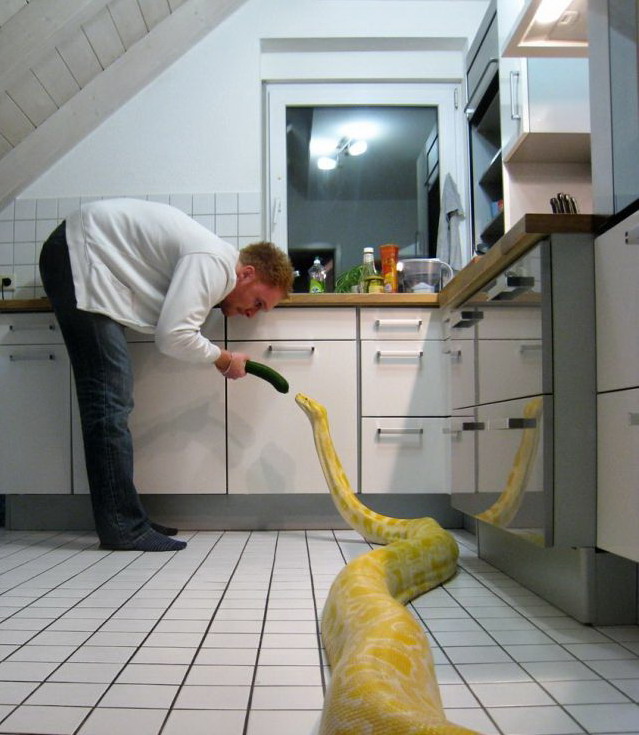 639x735, 112 Kb / кухня, питон, змея, огурец