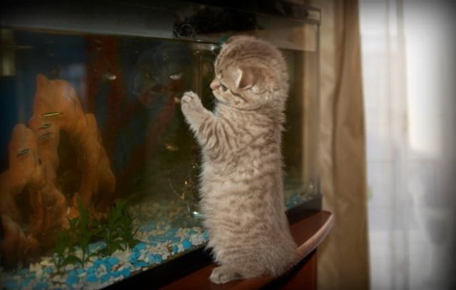 639x407, 56 Kb / котенок